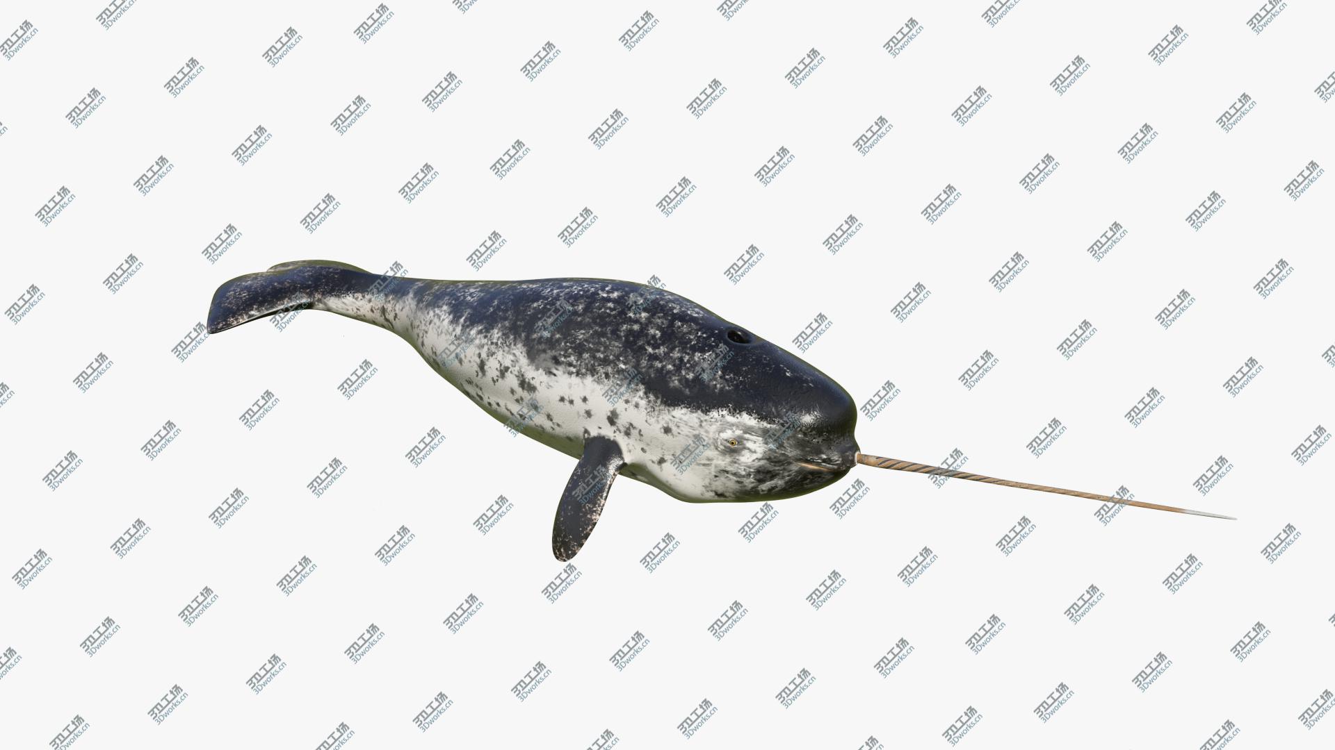 images/goods_img/2021040162/3D Narwhal Swimming Pose/3.jpg